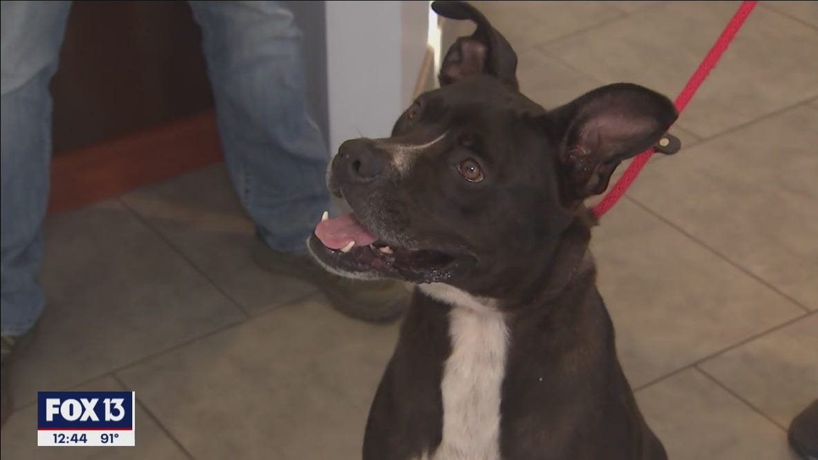 Help clear shelter at SPCA Tampa Bay this weekend